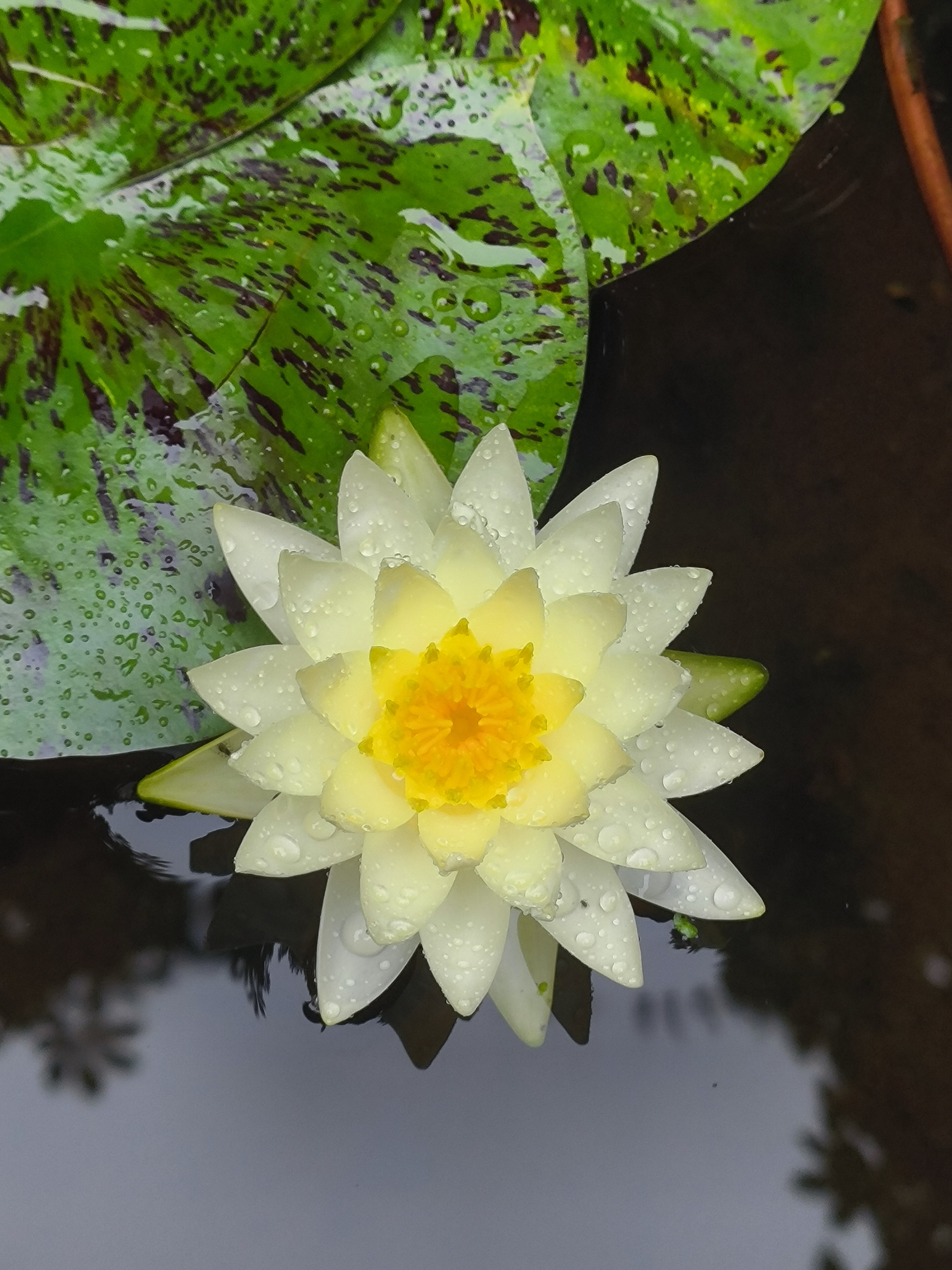 夏日炎炎,好运连连